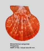 Mimachlamys sanguinea (2)